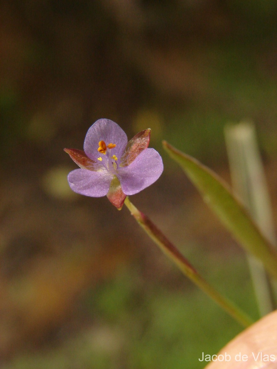 Murdannia vaginata var. vaginata